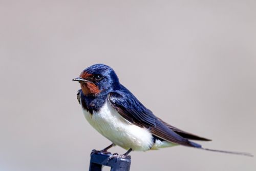 Free A detailed image of a Barn Swallow (Hirundo rustica) perched in Hattstedtermarsch, Germany. Stock Photo