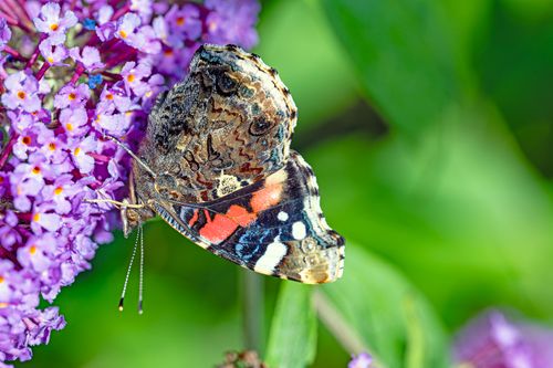 Free Detailed macro shot of a Red Admiral butterfly feeding on vibrant purple Buddleia flowers. Stock Photo