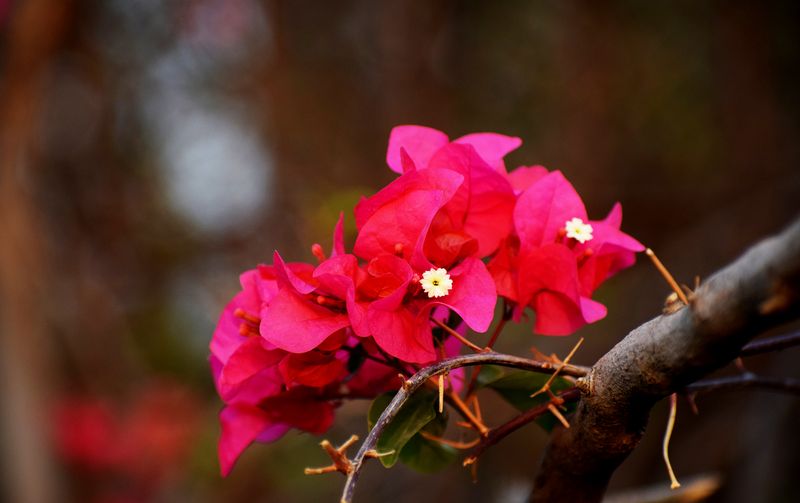 Century Club Bangalore garden wedding ceremony with marigold and rose arch