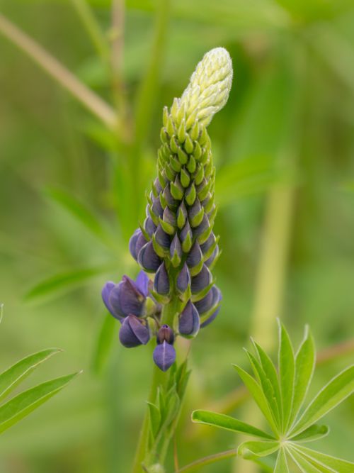 Free Close-up of a purple lupine flower in Erlangen, highlighting its vibrant colors in spring. Stock Photo