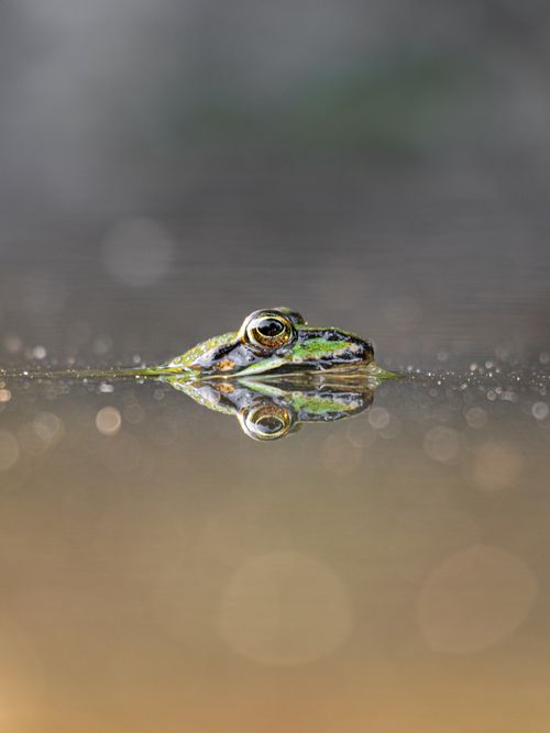 Free Close-up of a green frog peeking above water in a serene pond in Kalchreuth. Stock Photo