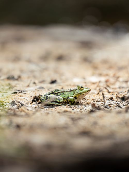 Free A vibrant green frog sits on a sunlit forest floor, showcasing natural textures and earthy colors. Stock Photo