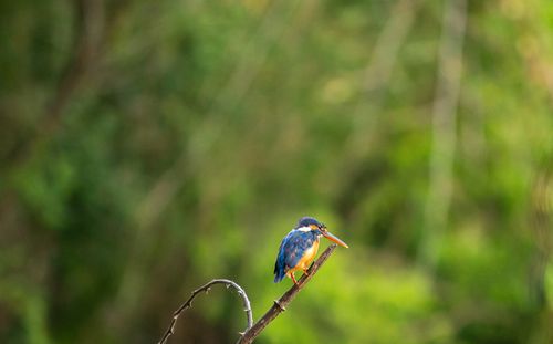 Free A vibrant kingfisher sits perched on a natural branch with a lush green background. Stock Photo