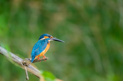 Free A striking kingfisher with blue and orange plumage resting on a branch against a blurred green background. Stock Photo