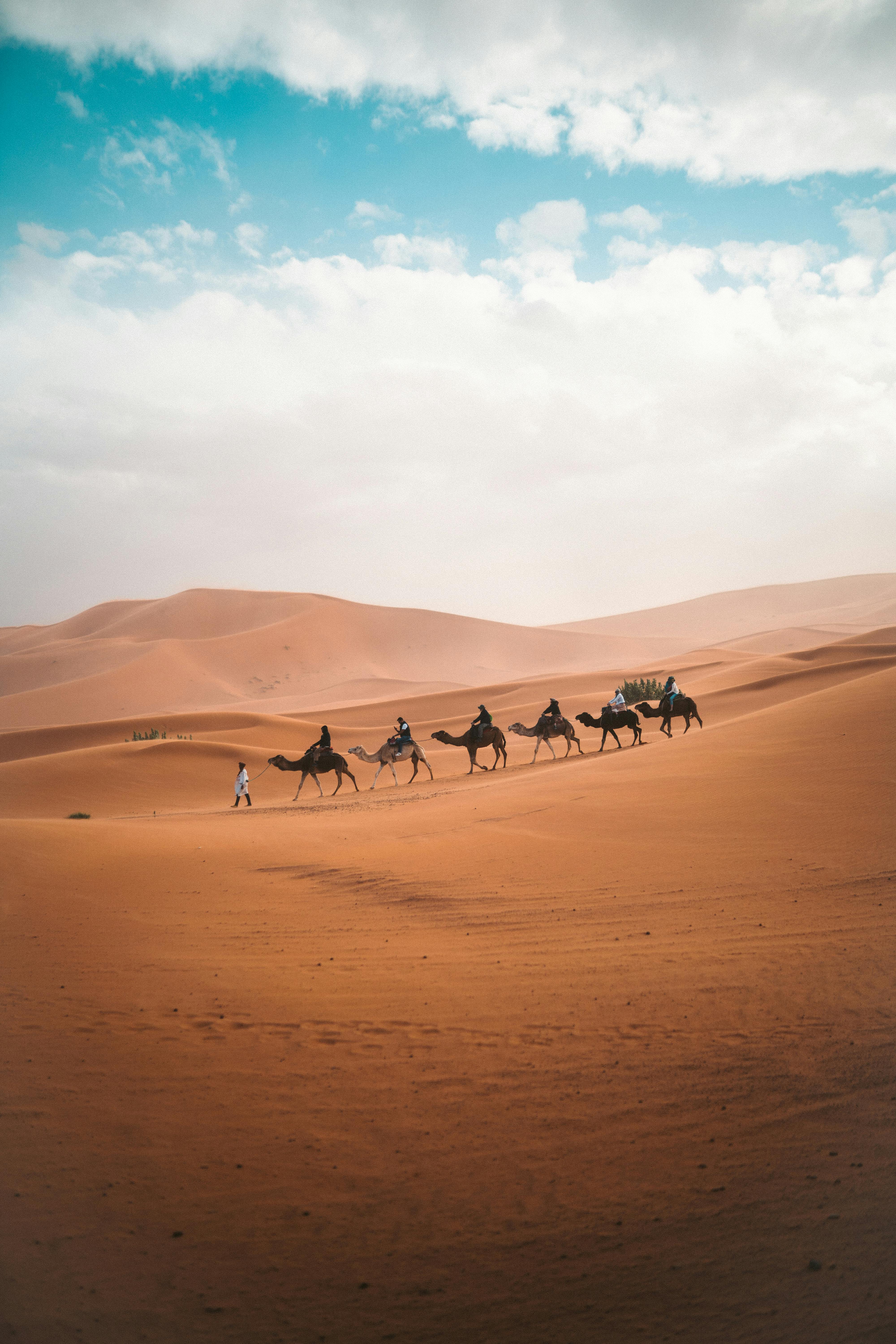 Wallpaper ID 227190  camel animal wild and desert hd 4k wallpaper free  download