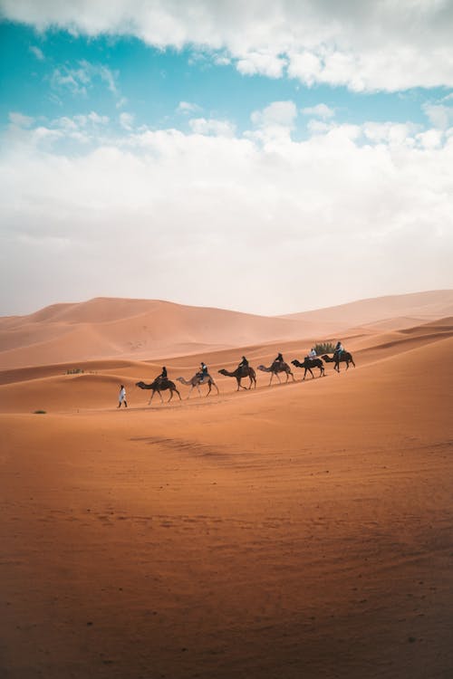 Free Photo Of Camels On Dessert Stock Photo