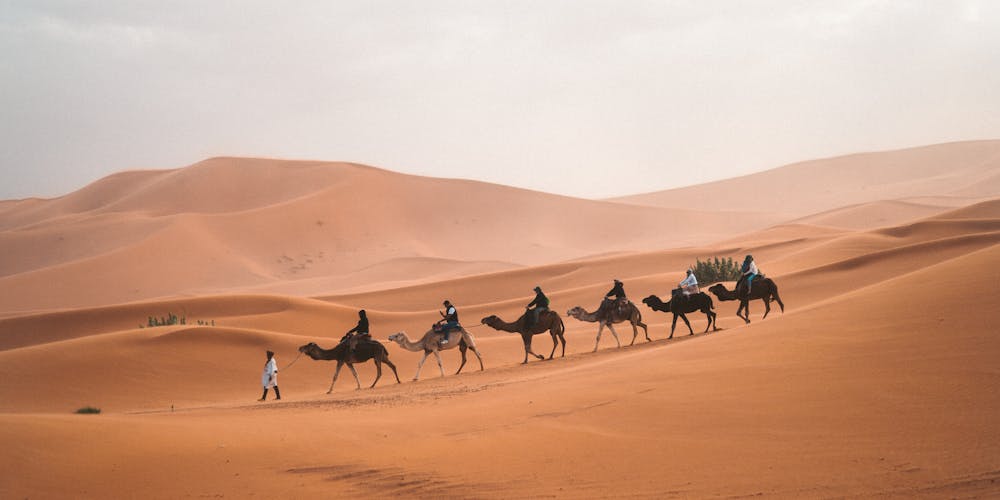 Nồi Chiên Camel 12L - Giải Pháp Hoàn Hảo Cho Mọi Bữa Ăn