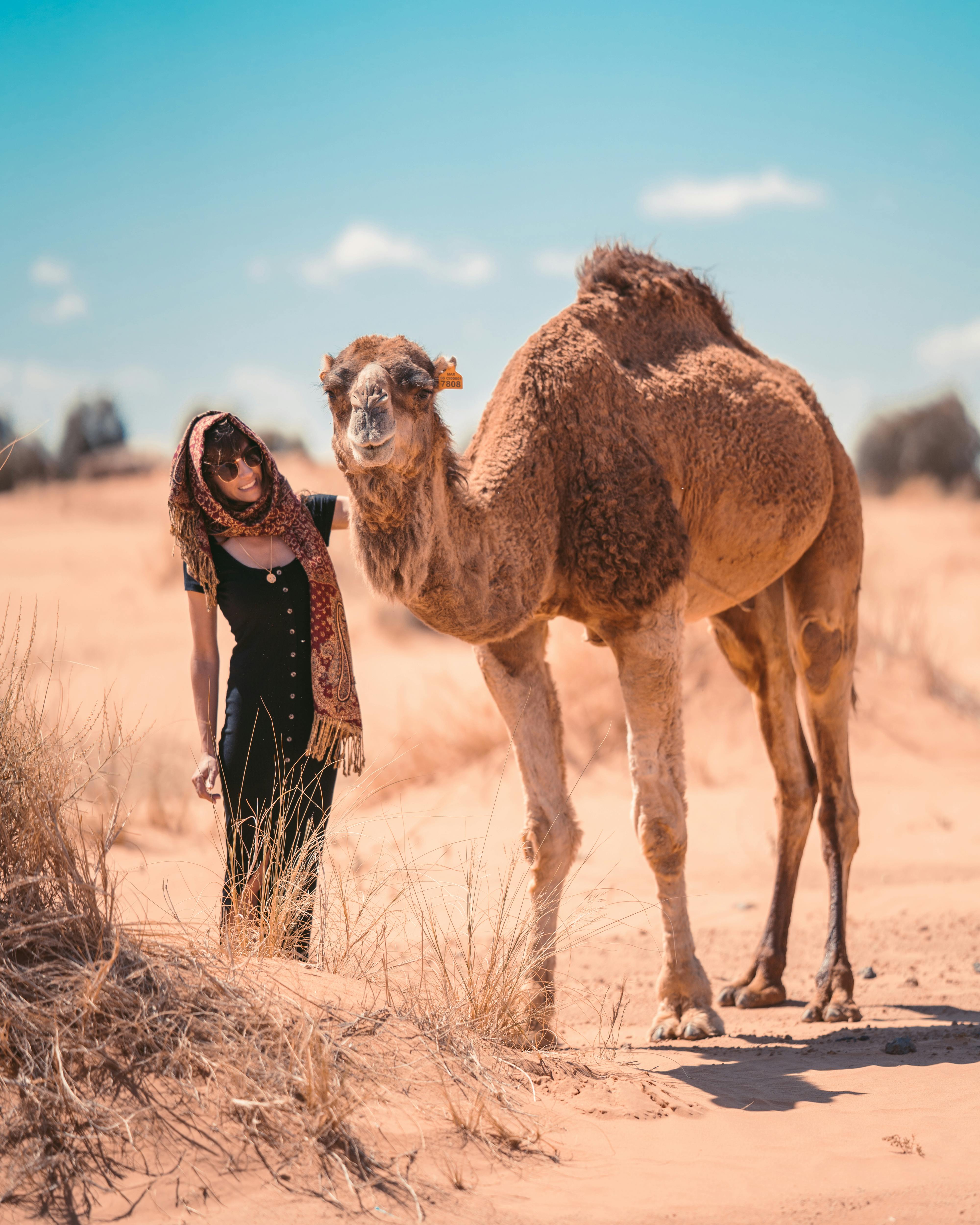 Camel 4K wallpapers for your desktop or mobile screen free and easy to  download