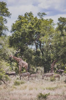 在南非热带草原的自然栖息地，一群斑马和一只长颈鹿生活着