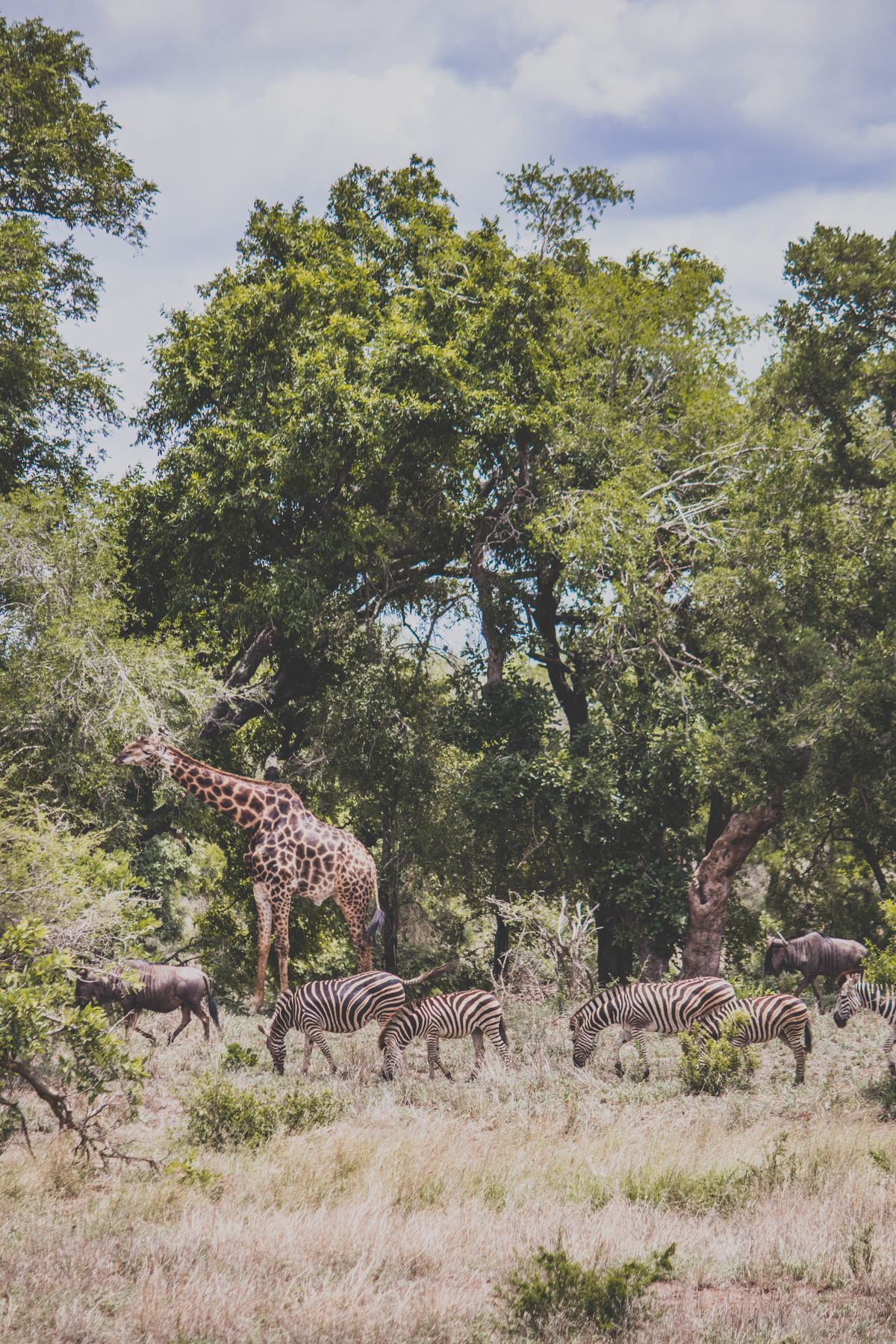 Giraffes Uganda