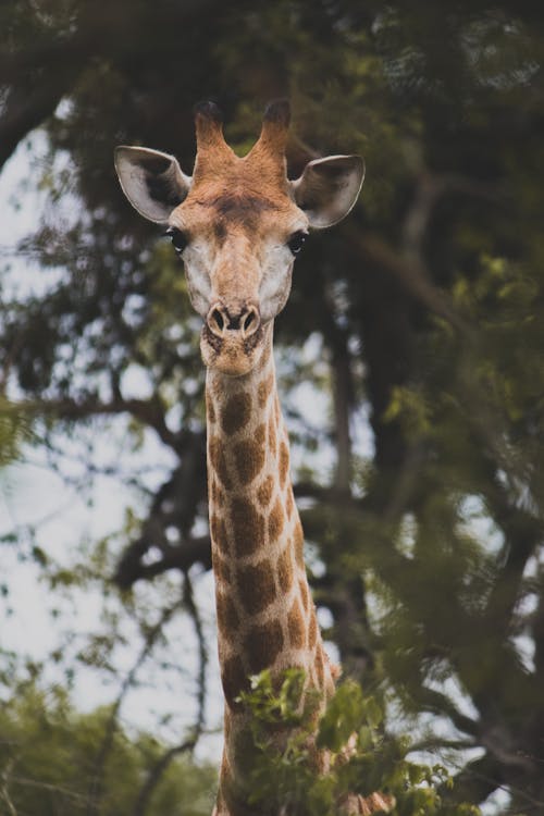 Brown Giraffe In Close Up Photography