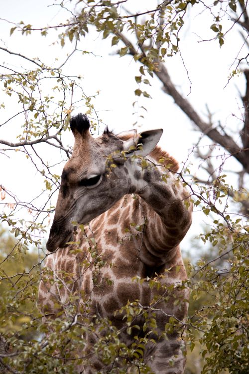 Free Close-up of a giraffe amidst South African foliage, showcasing its unique pattern and habitat. Stock Photo