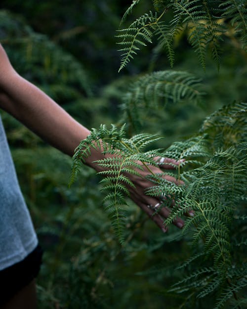Person Touching Green Plant