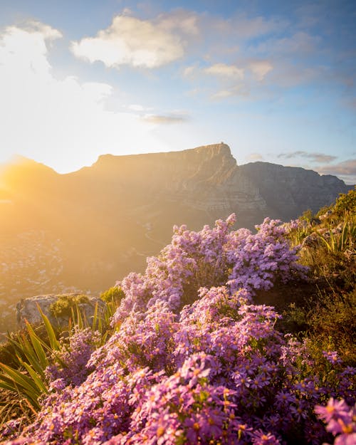  Primavera, flores,Ciudad del Cabo