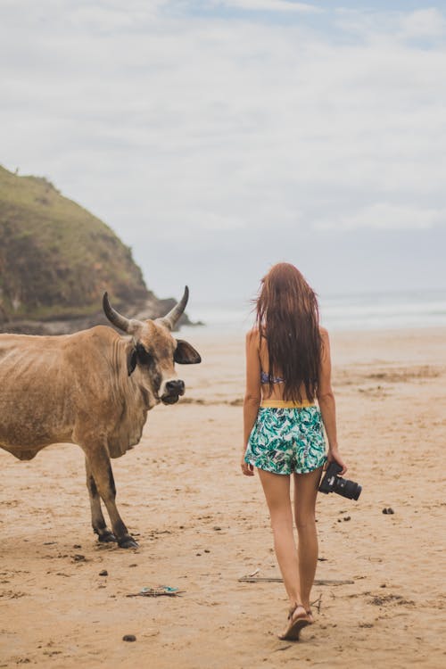 Woman Holding A Camera Near A Cow