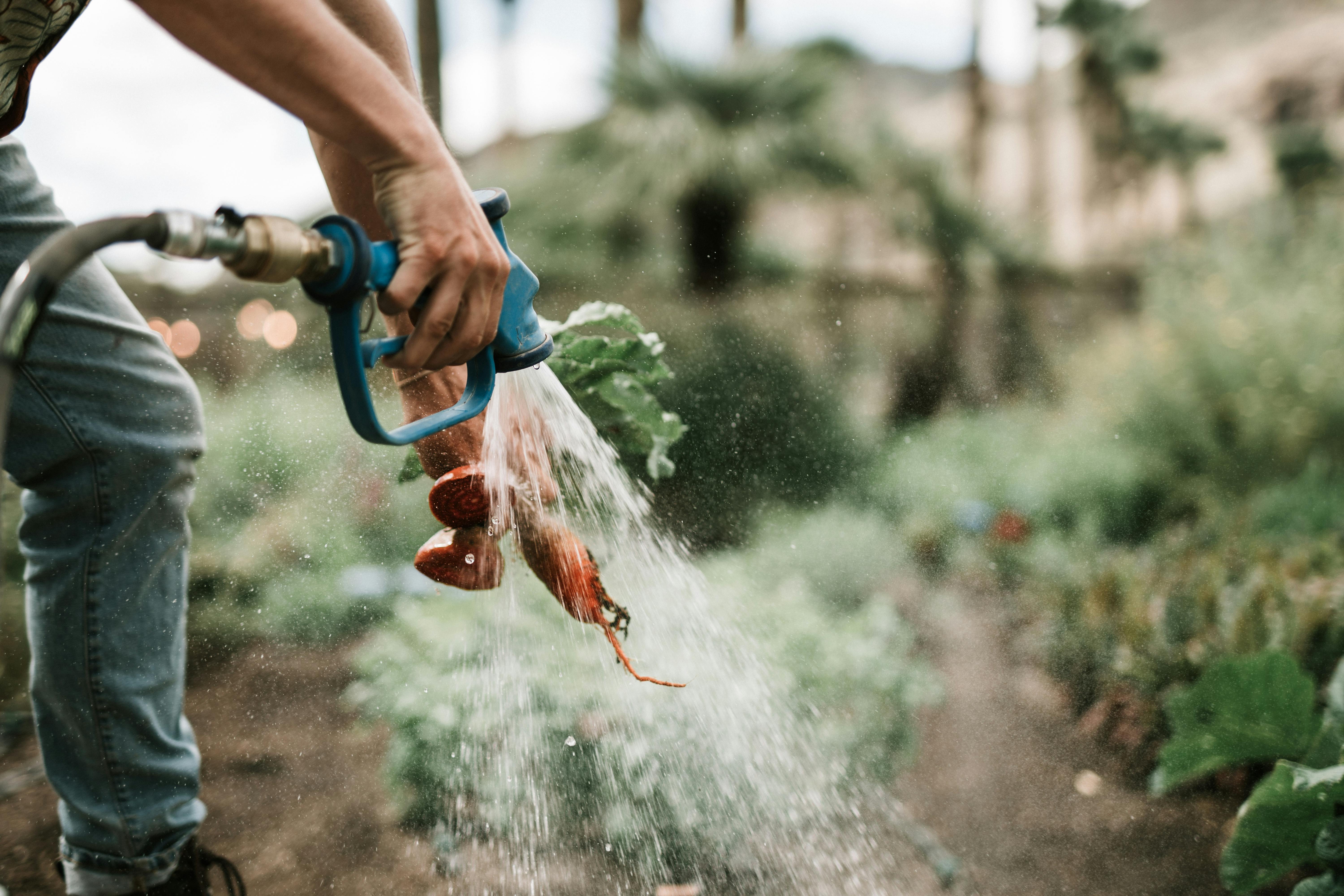 Gartenbewässerung mit Sprinkleranlage