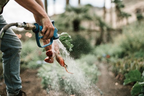 Rainwater Harvesting Tips for Fall Gardeners