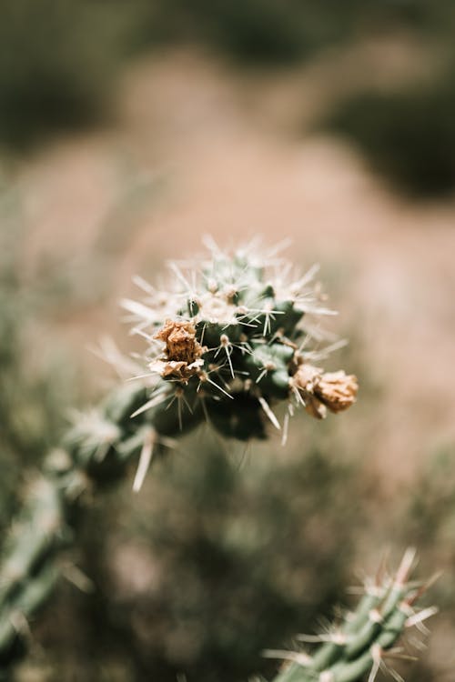 Close-up Shot Of Cactus Plant