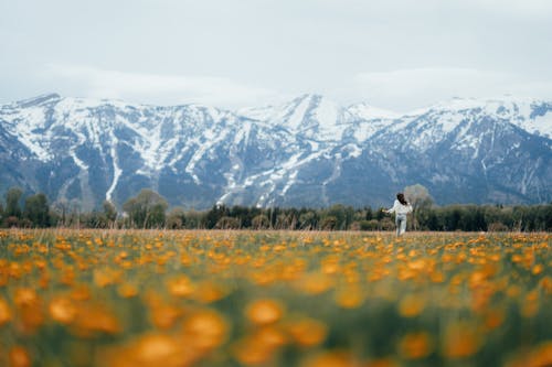 Yellow Flower Field Near Snow Covered Mountain