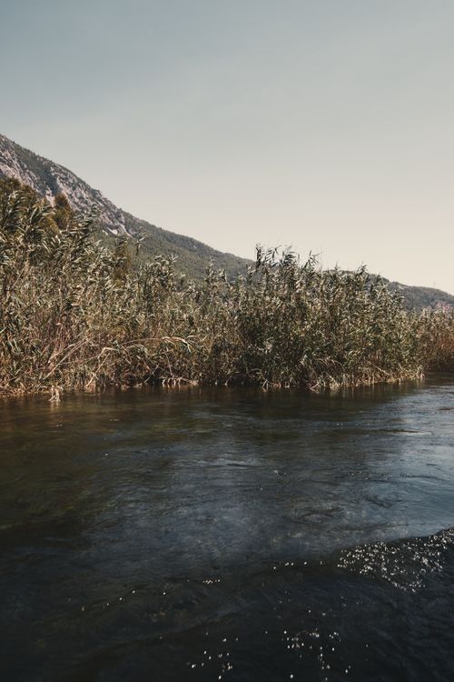 Free Tranquil river scene with lush reeds and distant mountains under a clear sky. Stock Photo