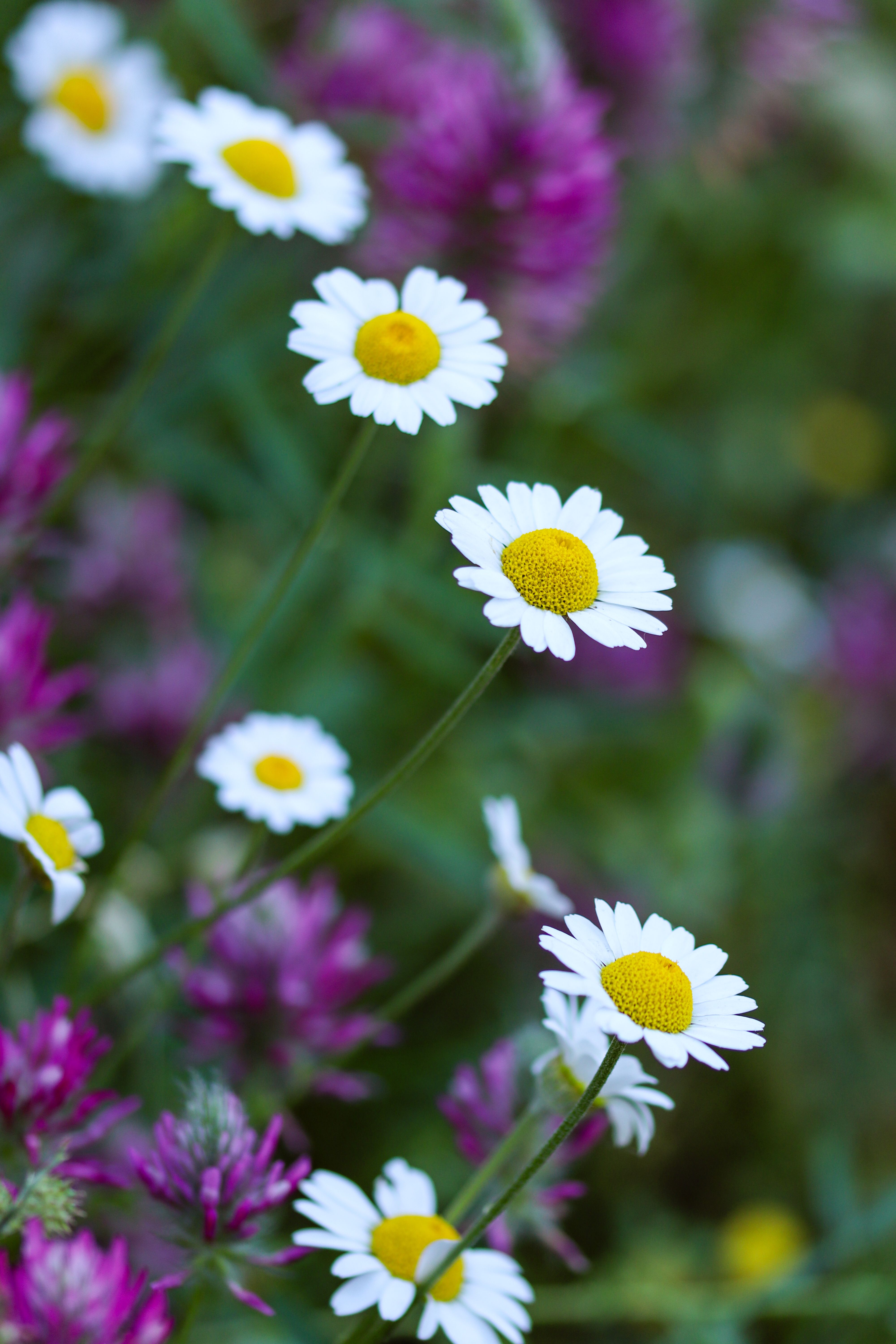 [ColoSach]-a-vibrant-mix-of-wild-daisies-and-clover-flowers-in-full-bloom,-perfect-for-spring-themes.