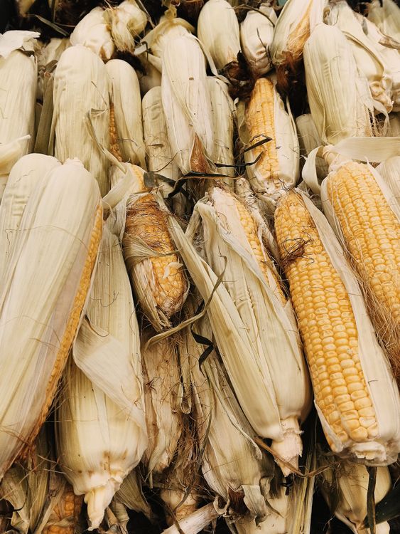 Free Pile of fresh maize cobs with husks at a market. Natural texture and golden colors. Stock Photo