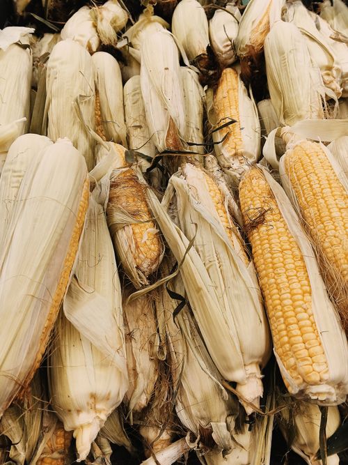 Free Pile of fresh maize cobs with husks at a market. Natural texture and golden colors. Stock Photo