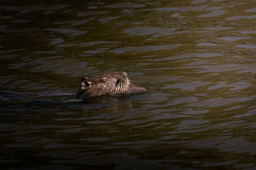 A nutria swims gracefully in a serene pond, showcasing its wet fur and natural beauty.