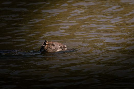 A nutria swimming peacefully in a pond, showcasing wildlife in its natural habitat.