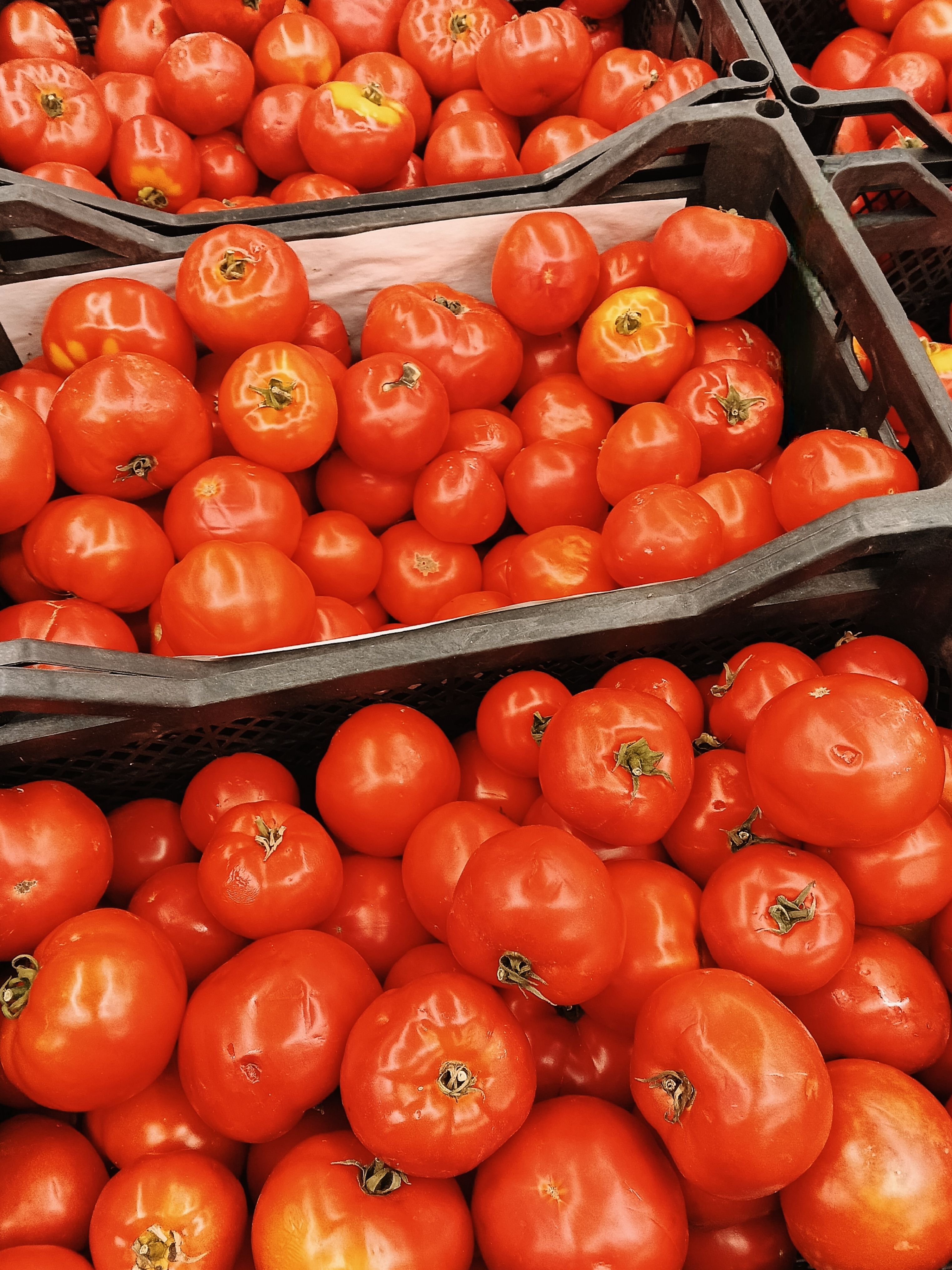 Molho de Tomate (340g)