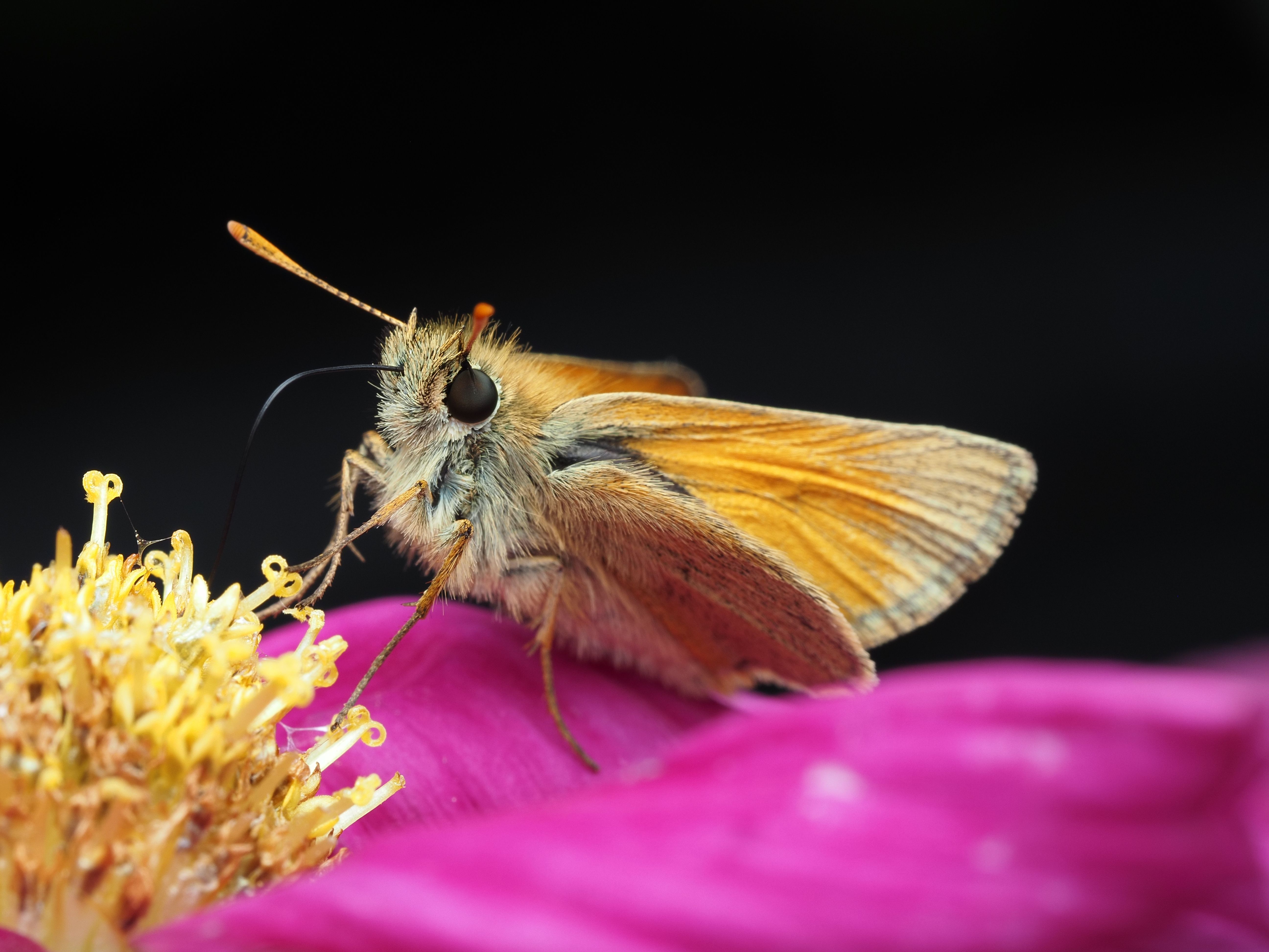 Stunning macro shot of a butterfly perched on a vivid pink flower, showcasing delicate details and textures.