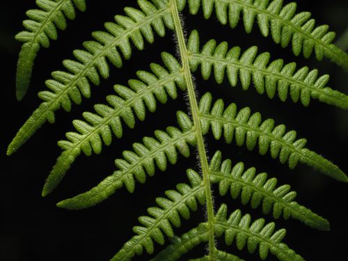 Free Detailed close-up of a vibrant green fern leaf, showing texture. Stock Photo