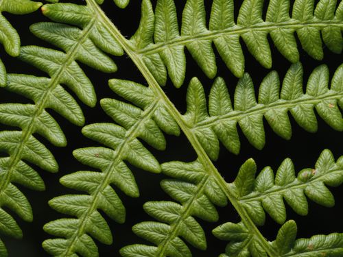 Free Macro photograph showcasing the intricate details of a vibrant green fern leaf. Stock Photo