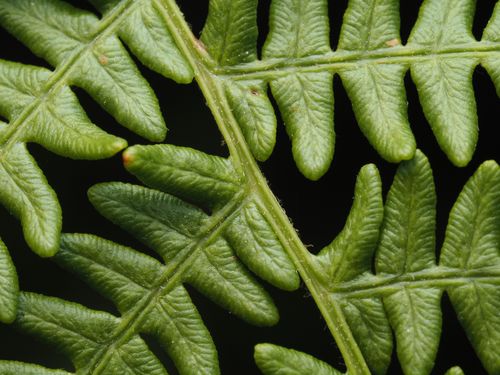 Free Detailed macro shot of vibrant green fern leaves showcasing natural texture and patterns. Stock Photo