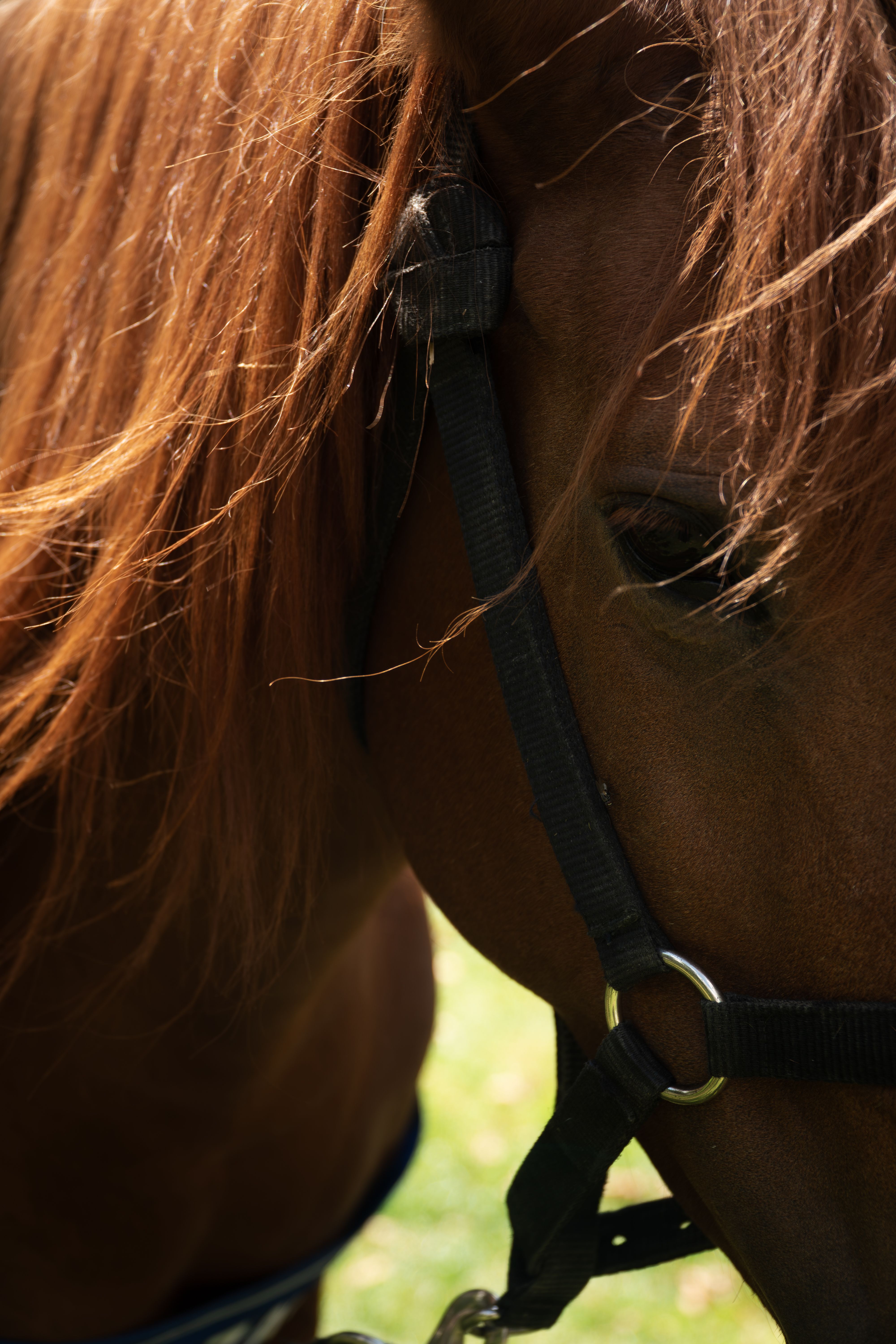 Detailed view of a brown horse wearing a black harness, highlighting its eye and mane.