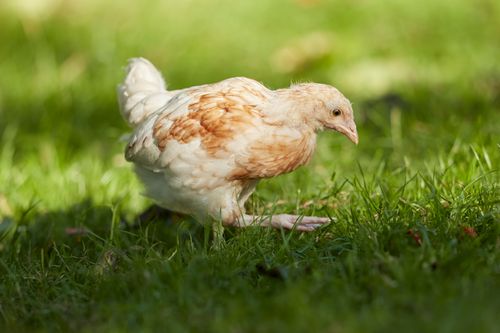 Free A young chicken with brown and white feathers exploring grassy outdoors, bathed in sunlight. Stock Photo