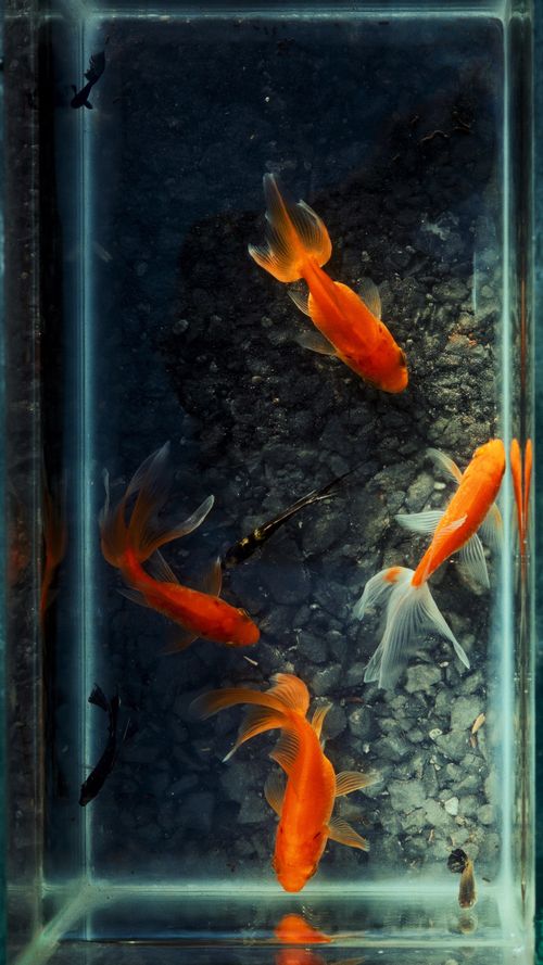 Free Five orange goldfish swimming in a clear glass aquarium with a dark gravel base. Stock Photo
