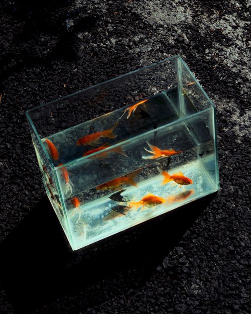 Free Several goldfish swimming in a clear glass tank placed outdoors on a paved surface. Stock Photo