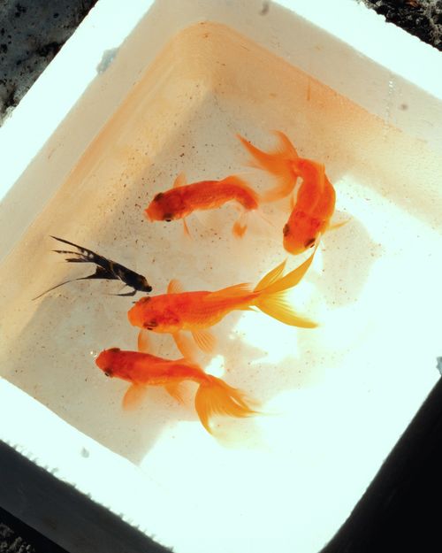 Free Top view of goldfish and an angelfish in a sunlit container, showcasing their vibrant colors. Stock Photo