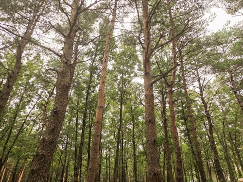 Free Tall pine trees create a serene forest scene in Gangwon-do, South Korea. Stock Photo