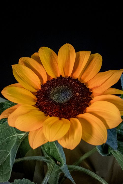 Free Close-up of a vibrant sunflower with rich orange and yellow petals, captured in Blumenau, Brazil. Stock Photo