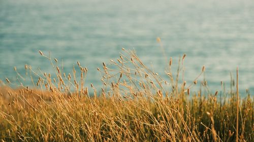 Free Serene view of golden grass swaying by a calm seaside. Stock Photo