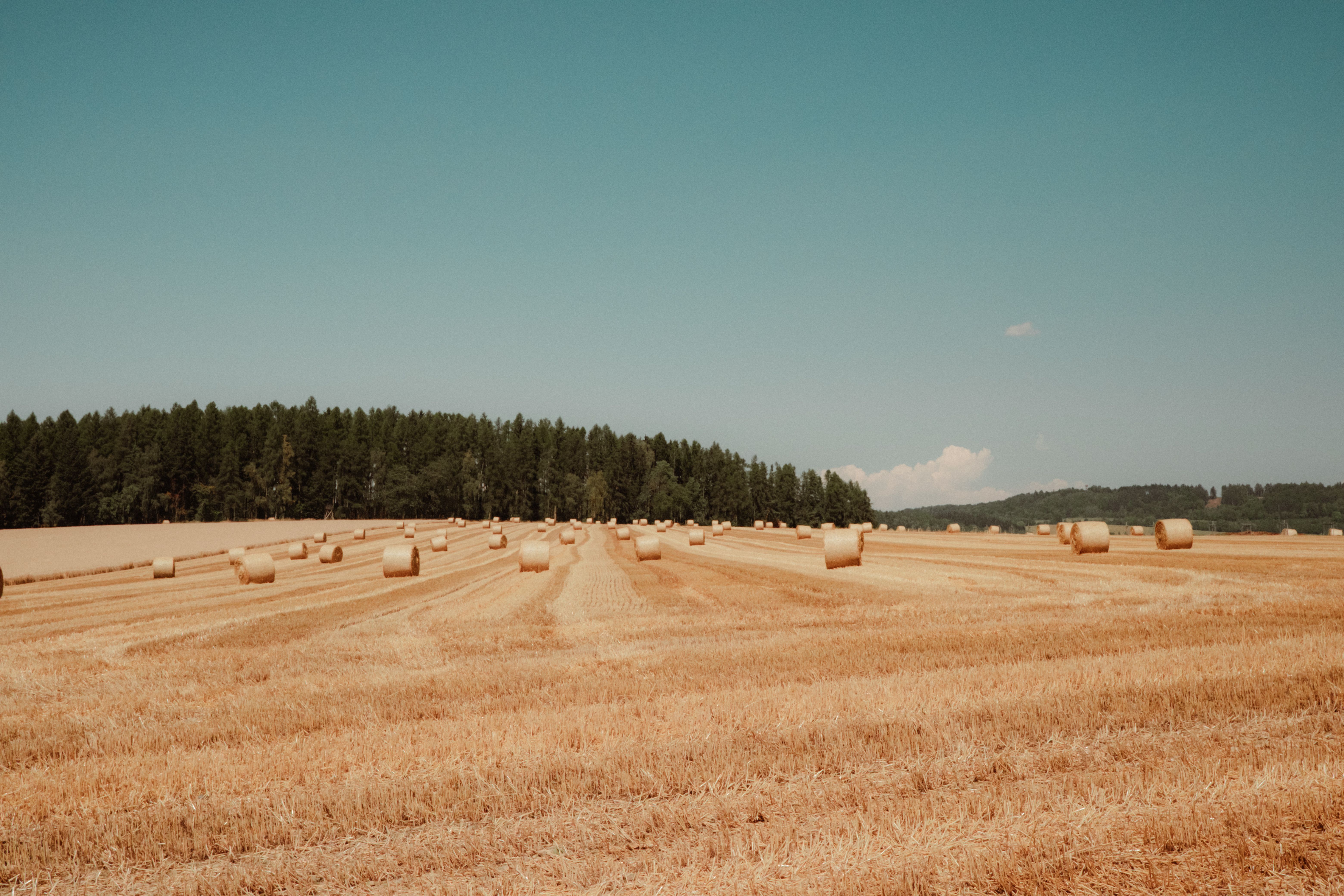 Expansive field with hay bales under a clear sky, bordered by a lush forest.