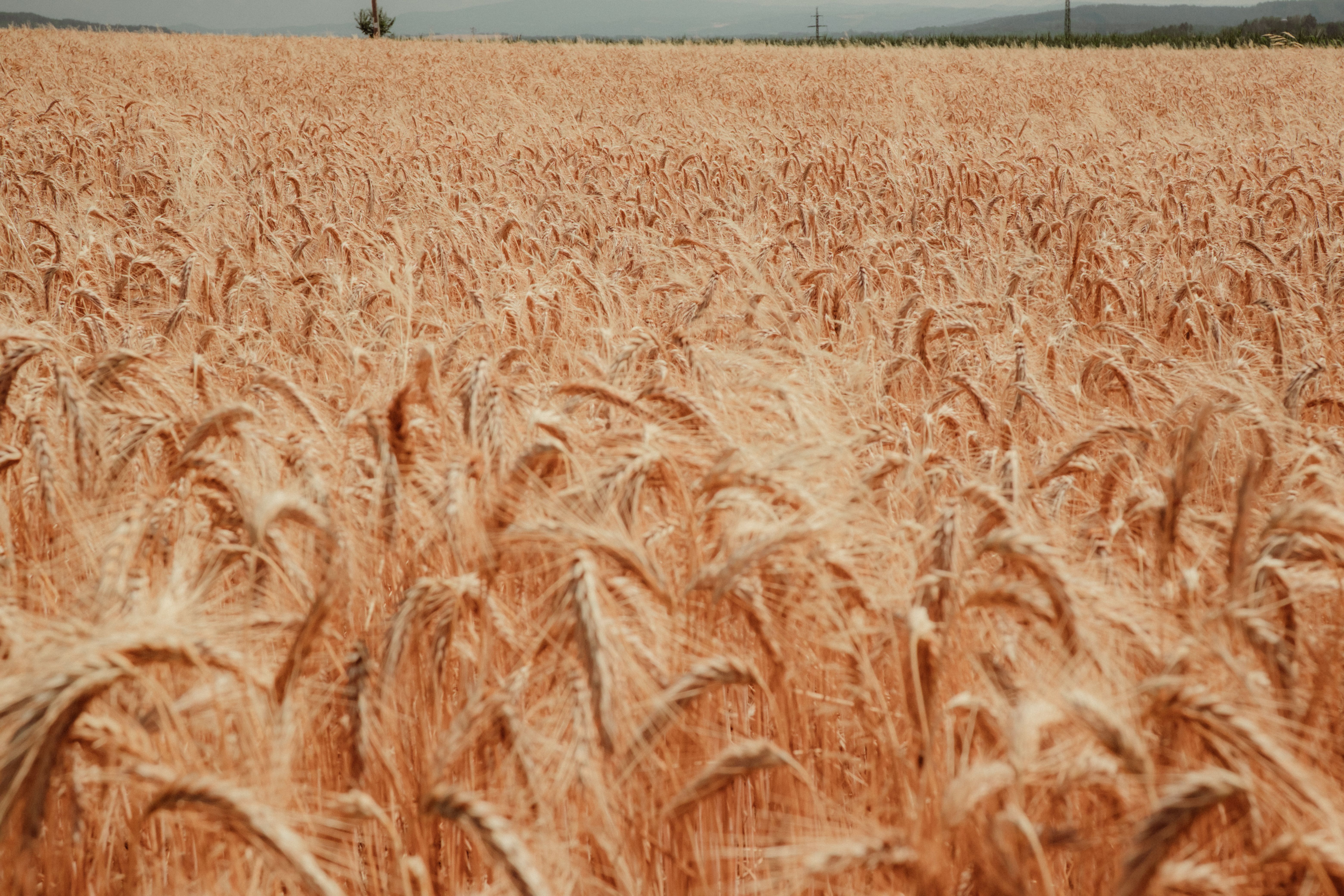 Agronegócio em Crise: BB Alerta para 'Meteoro' e Impacto do Crédito Rural no Brasil