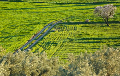 Free A scenic green field with a dirt path, featuring a solitary blooming tree under a sunny spring day. Stock Photo