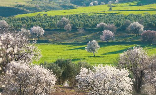 Free Scenic view of lush green fields with blooming almond trees under bright sunlight in spring. Stock Photo