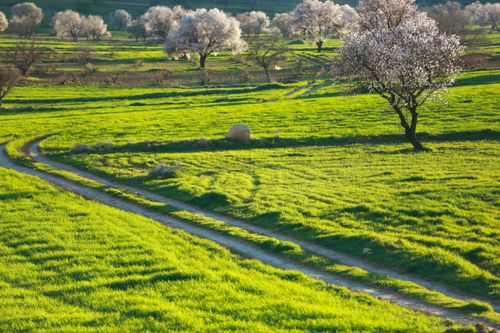 Free Scenic field with a dirt path and blossoming trees in springtime. Stock Photo