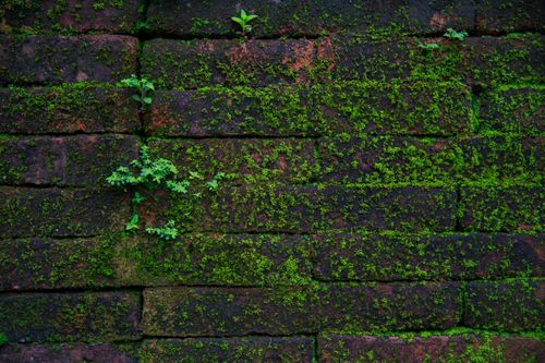 Free Aged brick wall covered with vibrant green moss, showcasing nature's resilience. Stock Photo