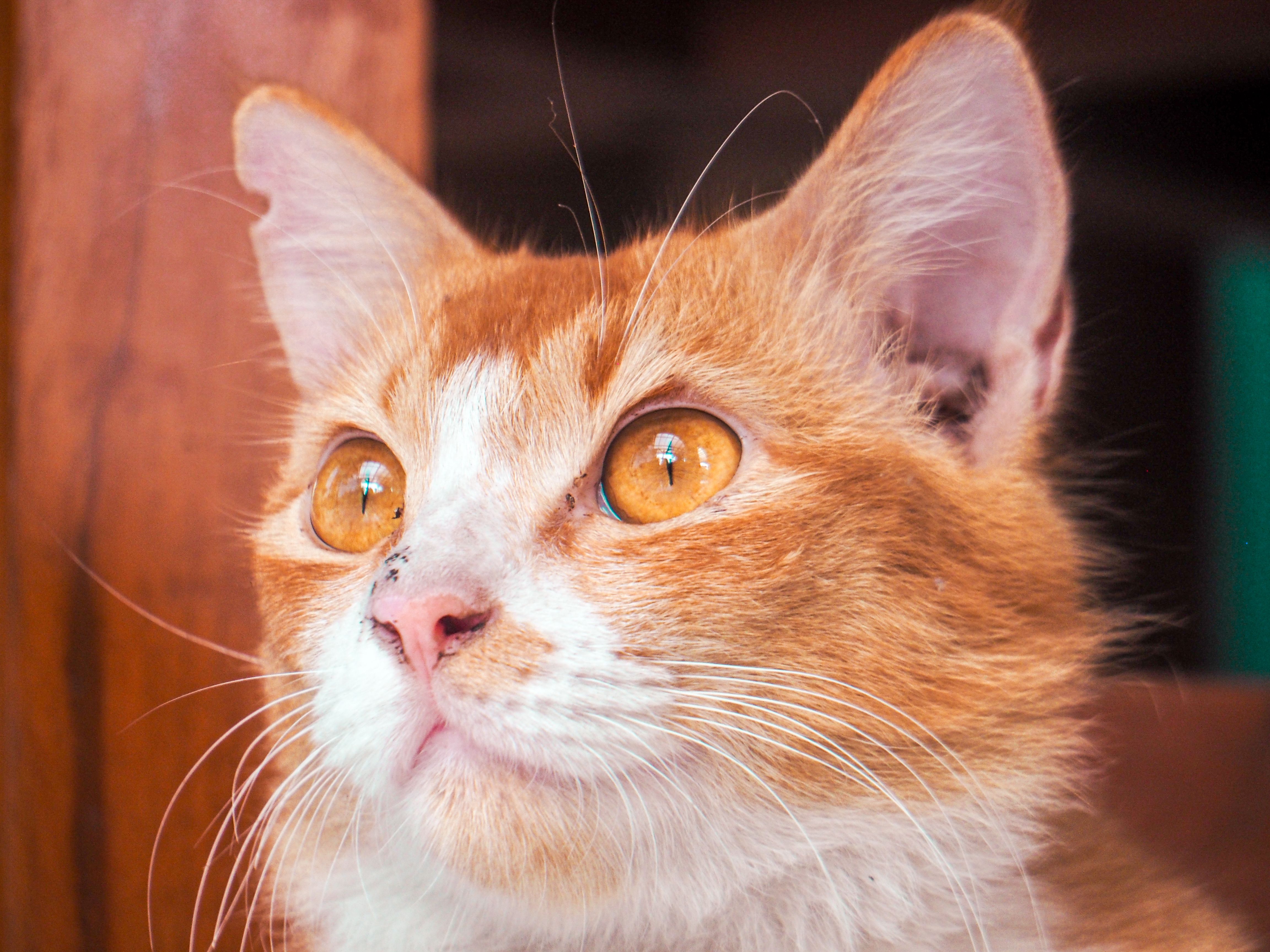 Detailed close-up of a ginger and white cat, showcasing its vibrant eyes and distinct markings.