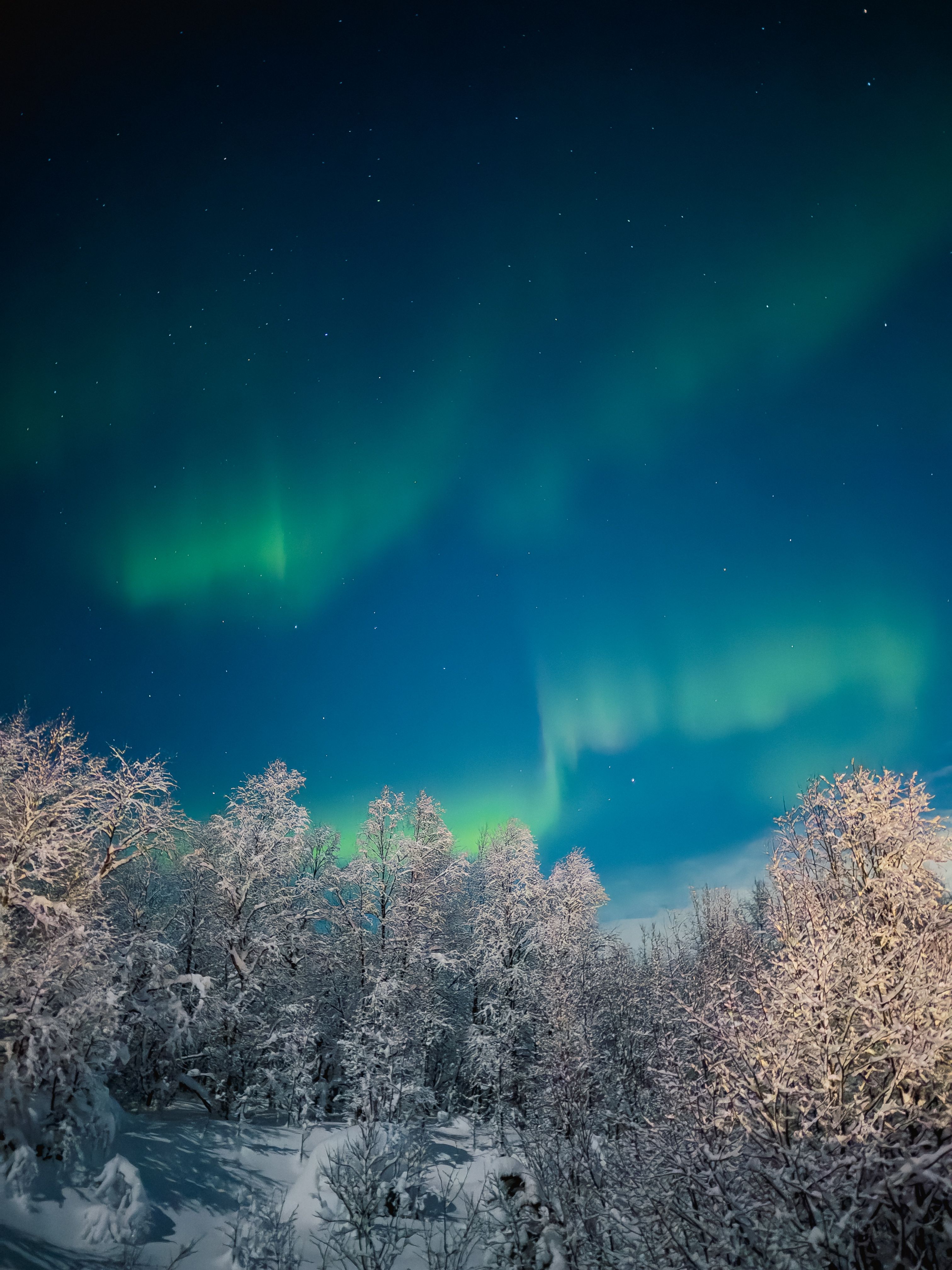 Beautiful Northern Lights over a snowy forest in Murmansk, Russia. Perfect winter night scene.